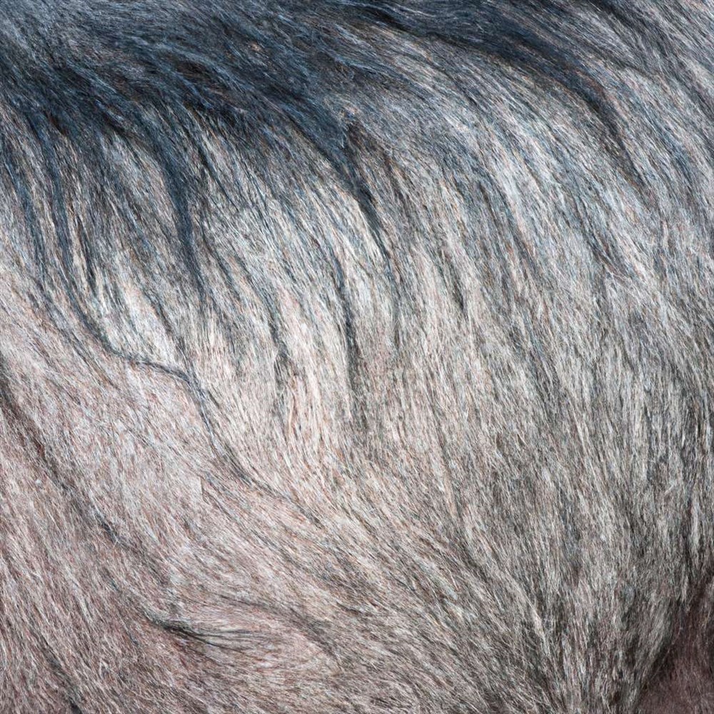 Découpe d'Épaule de Sanglier : Guide Pratique et Astuces