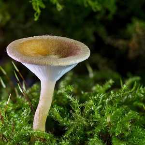 Ginette, un préparateur de plats à La Roche Sur Yon